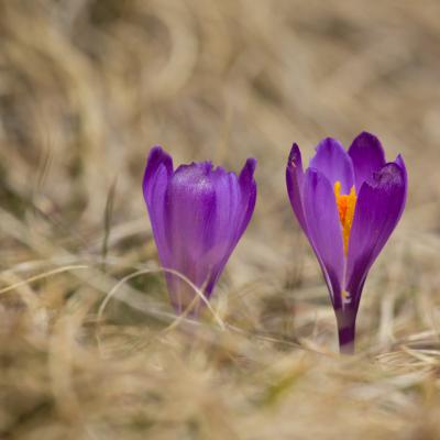 Crocus