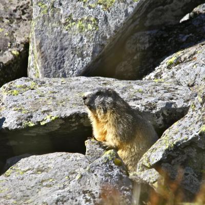 Marmotte