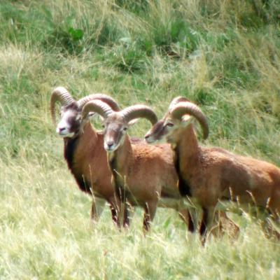 Mouflons